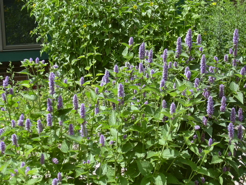 Lavender Hyssop | Herbs BF1