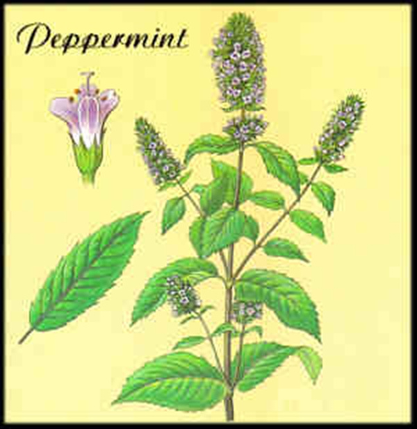 Wild Mint Herb Extract | Herbs BF1